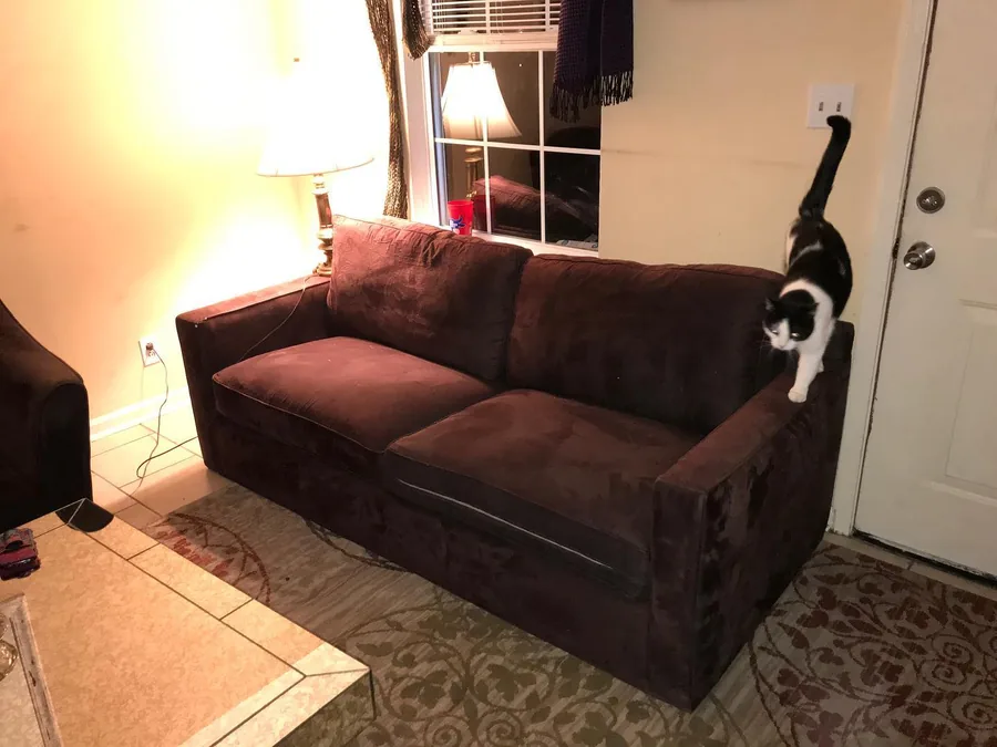 Donated sofa and a cat in a newly furnished Gallatin home
